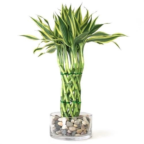 Woven Lucky bamboo