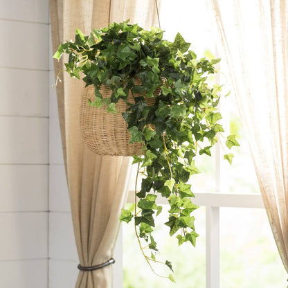 English Ivy