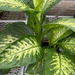 dieffenbachia (growing pot