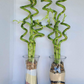18 “Spiral lucky bamboo (bundle of 3)