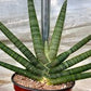 Sanseveria Starfish 10" Grower Pot