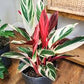 Stromanthe Triostar (pot not included) ceramic pot $9—$50 extra (optional) white/black/grey