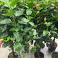 Hibiscus 10”assorted color