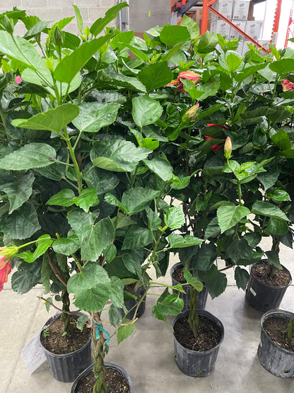 Hibiscus 10”assorted color