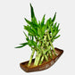 pyramid lucky bamboo with assorted pot)
