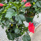 Hibiscus 10”assorted color