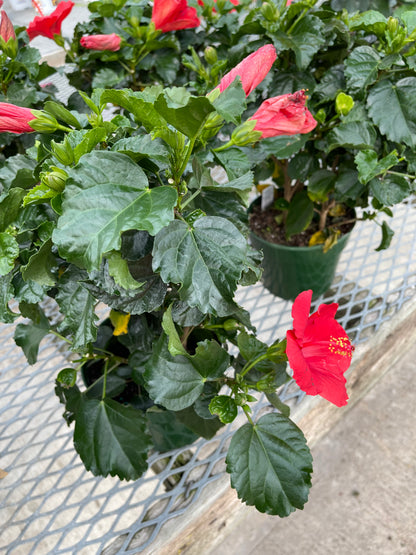 Hibiscus 10”assorted color