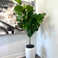 Fig Tree 10” Grower Pot