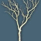 Manzanita wood Tree branches 4’