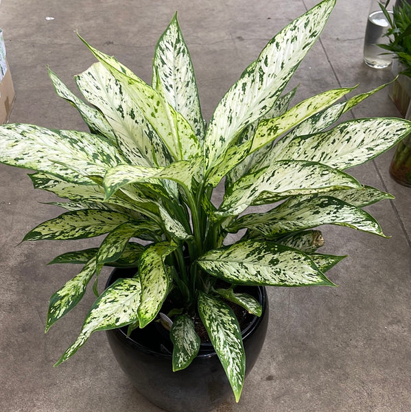 dieffenbachia maculata sparkles Dieffenbachia10” Dark green sparkle (growing pot – Plant Club