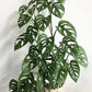 Monstera 10” growing pot (hight 36”)Swiss cheese