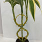 Lucky bamboo Eight