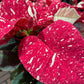 Poinsettiapot white/Red/brown/pink/