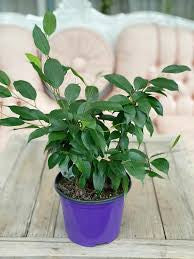 Ficus Benjamina 6  “ growing pot (assorted color green/light green/white and green