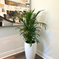 Assorted Palm Family | Palm Parlour (in growing pot)