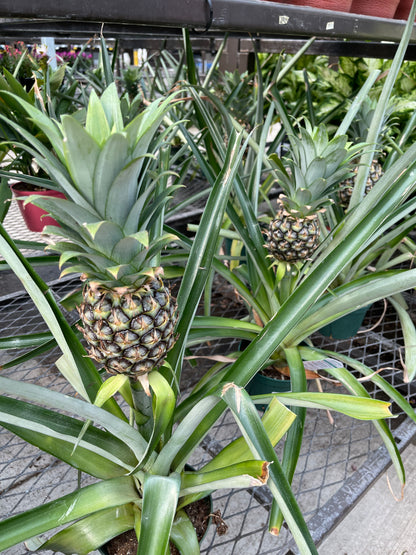 planting pineapples in pots Pineapple Plant (grower pot) – Plant Club