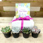 2.25” Baby Succulent Gift Box (Box of 4)
