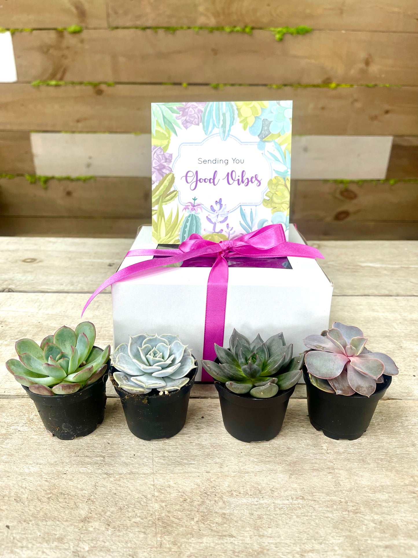 2.25” Baby Succulent Gift Box (Box of 4)