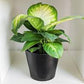 dieffenbachia (growing pot