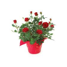 Mini Rose