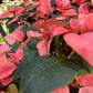 Poinsettiapot white/Red/brown/pink/