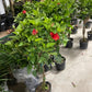 Hibiscus 10”assorted color