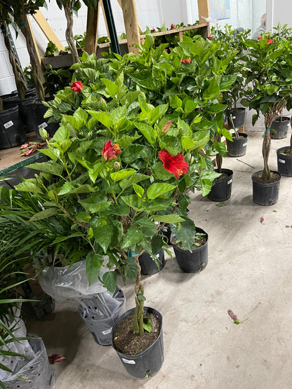 Hibiscus 10”assorted color