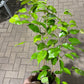 Ficus Benjamina 6  “ growing pot (assorted color green/light green/white and green