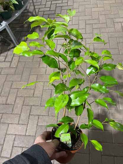 Ficus Benjamina 6  “ growing pot (assorted color green/light green/white and green