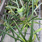 Pineapple Plant (grower pot)