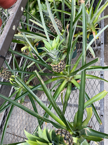 growing pineapple plants in pots Pineapple Plant (grower pot) – Plant Club