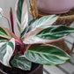 Stromanthe Triostar (pot not included) ceramic pot $9—$50 extra (optional) white/black/grey