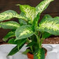 dieffenbachia (growing pot