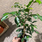 Ficus Benjamina 6  “ growing pot (assorted color green/light green/white and green