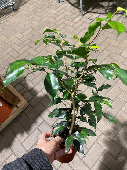 Ficus Benjamina 6  “ growing pot (assorted color green/light green/white and green