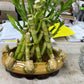 pyramid lucky bamboo with assorted pot)