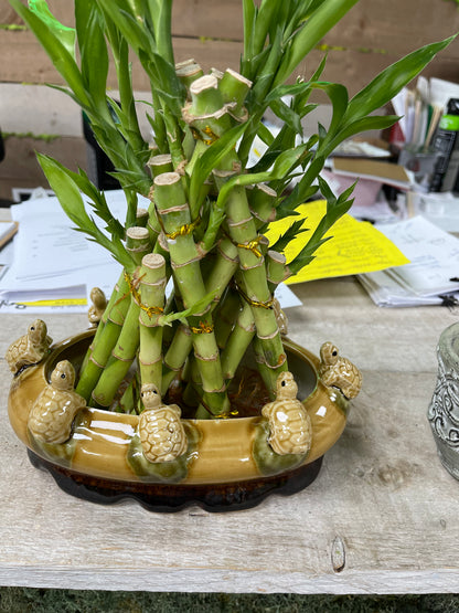 pyramid lucky bamboo with assorted pot)