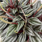 Peperomia Rosso 6” growing pot