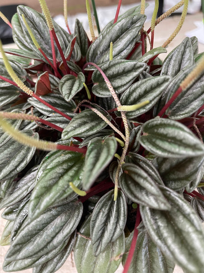 Peperomia Rosso 6” growing pot