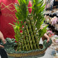 Dragon large with bamboo