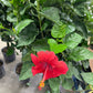 Hibiscus 10”assorted color