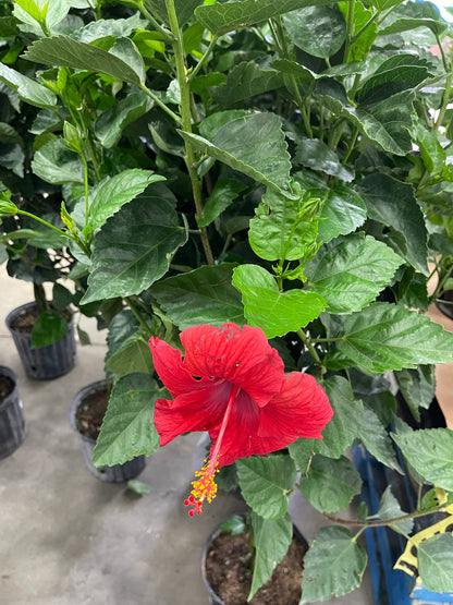 Hibiscus 10”assorted color