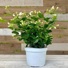 Jasmine sambac large