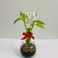 Feng Shui Lucky Bamboo (3 Stalks)