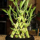 Pyramid 3lyre lucky bamboo