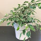 Ficus Benjamina 6  “ growing pot (assorted color green/light green/white and green