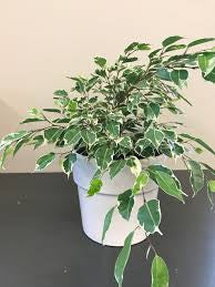 Ficus Benjamina 6  “ growing pot (assorted color green/light green/white and green