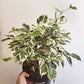 Ficus Benjamina 6  “ growing pot (assorted color green/light green/white and green