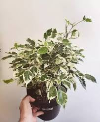 Ficus Benjamina 6  “ growing pot (assorted color green/light green/white and green