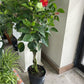 Hibiscus 10”assorted color